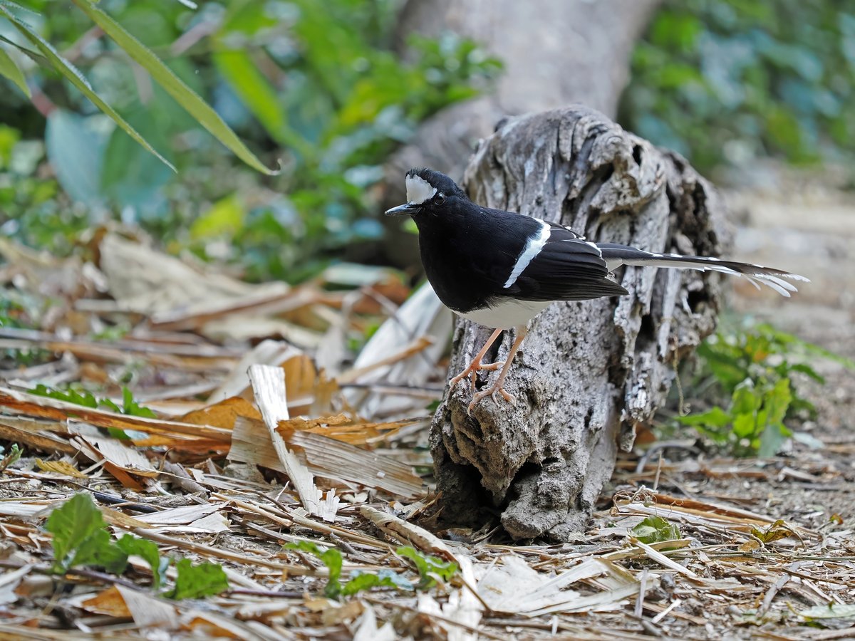 White-crowned Forktail (Enicurus leschenaulti)