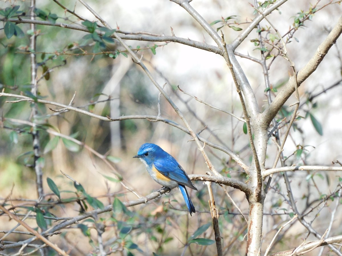 Himalayan Bluetail (Tarsiger rufilatus)