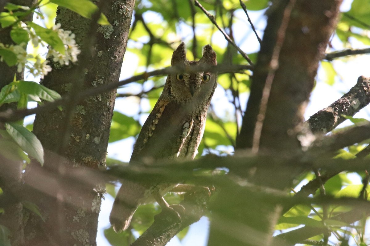 Eurasian Scops Owl (Otus scops)