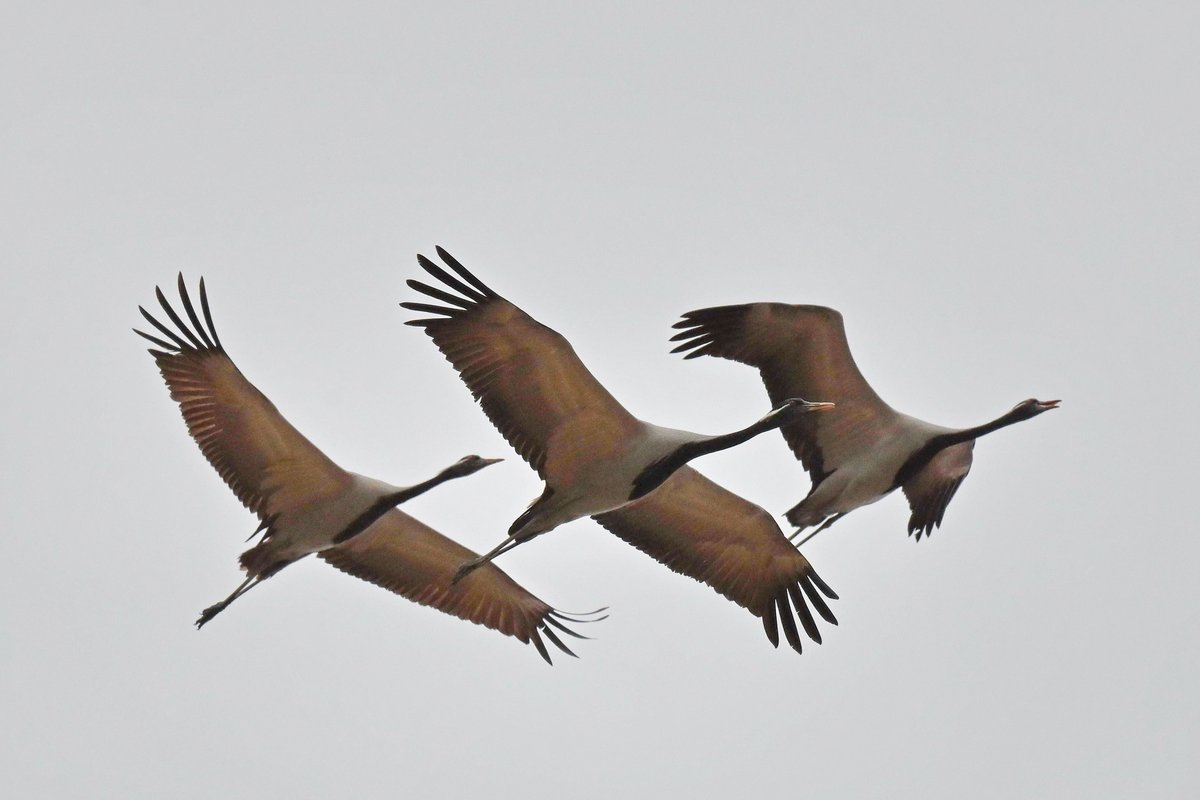 Demoiselle Crane (Grus virgo)