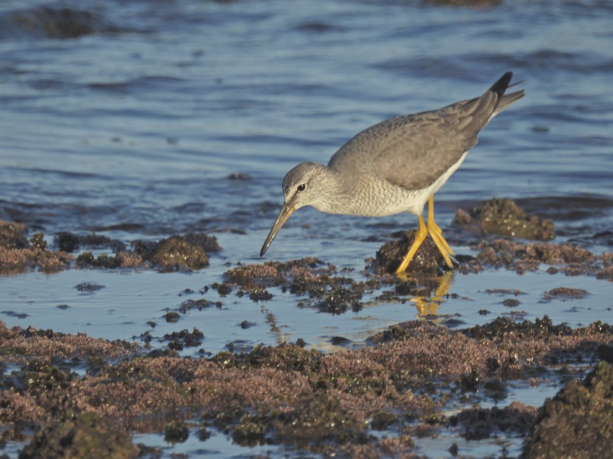 Grey-tailed Tattler (Tringa brevipes)