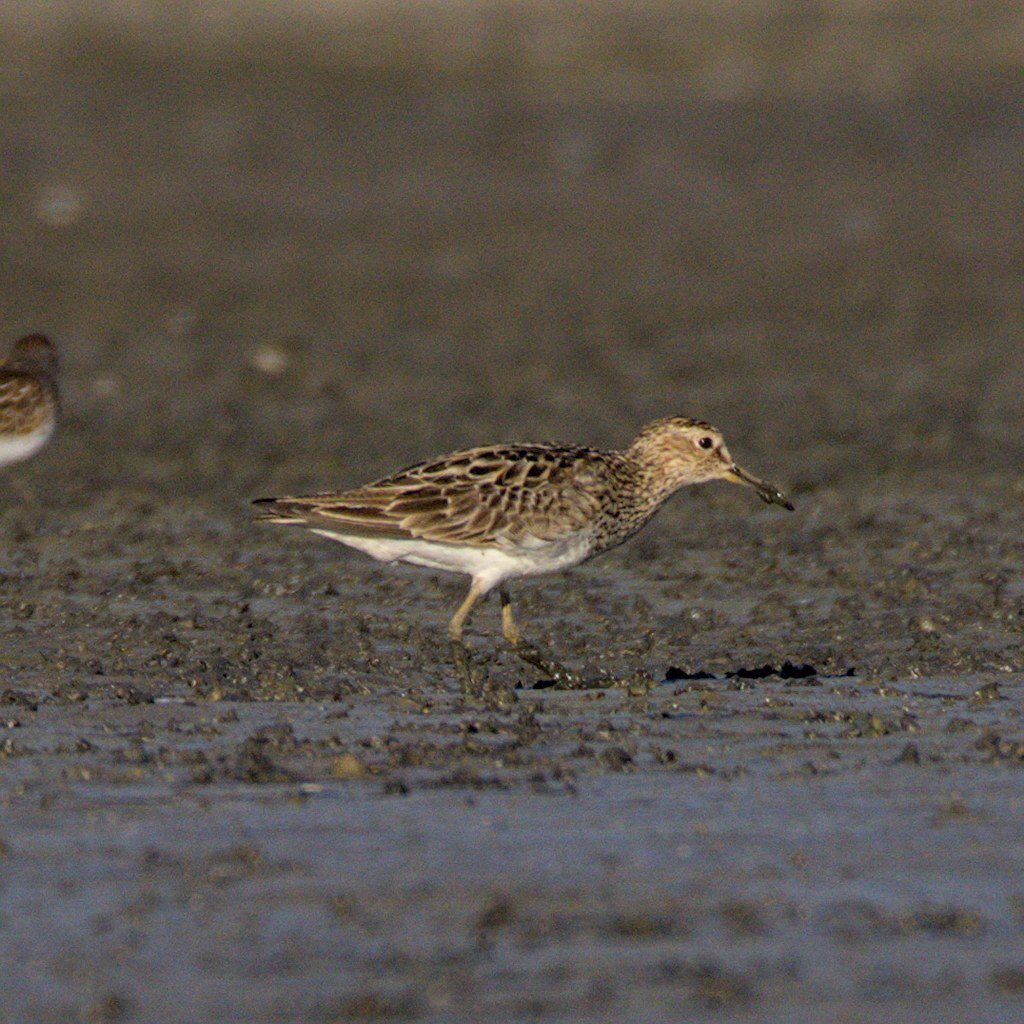 Pectoral Sandpiper (Calidris melanotos)