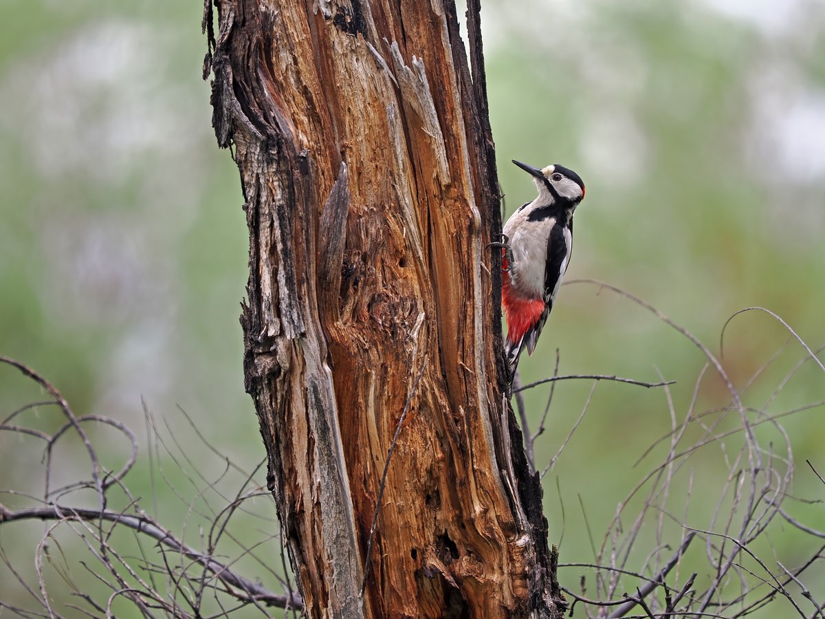 White-winged Woodpecker (Dendrocopos leucopterus)