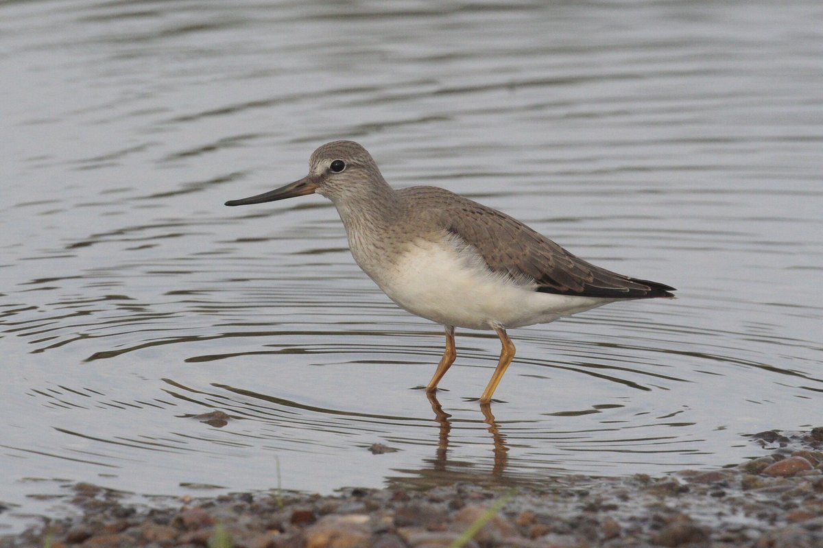 翘嘴鹬 (Xenus cinereus)