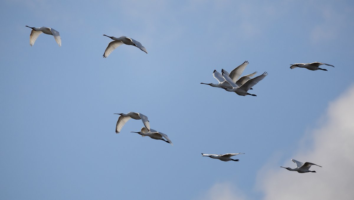 Eurasian Spoonbill (Platalea leucorodia)