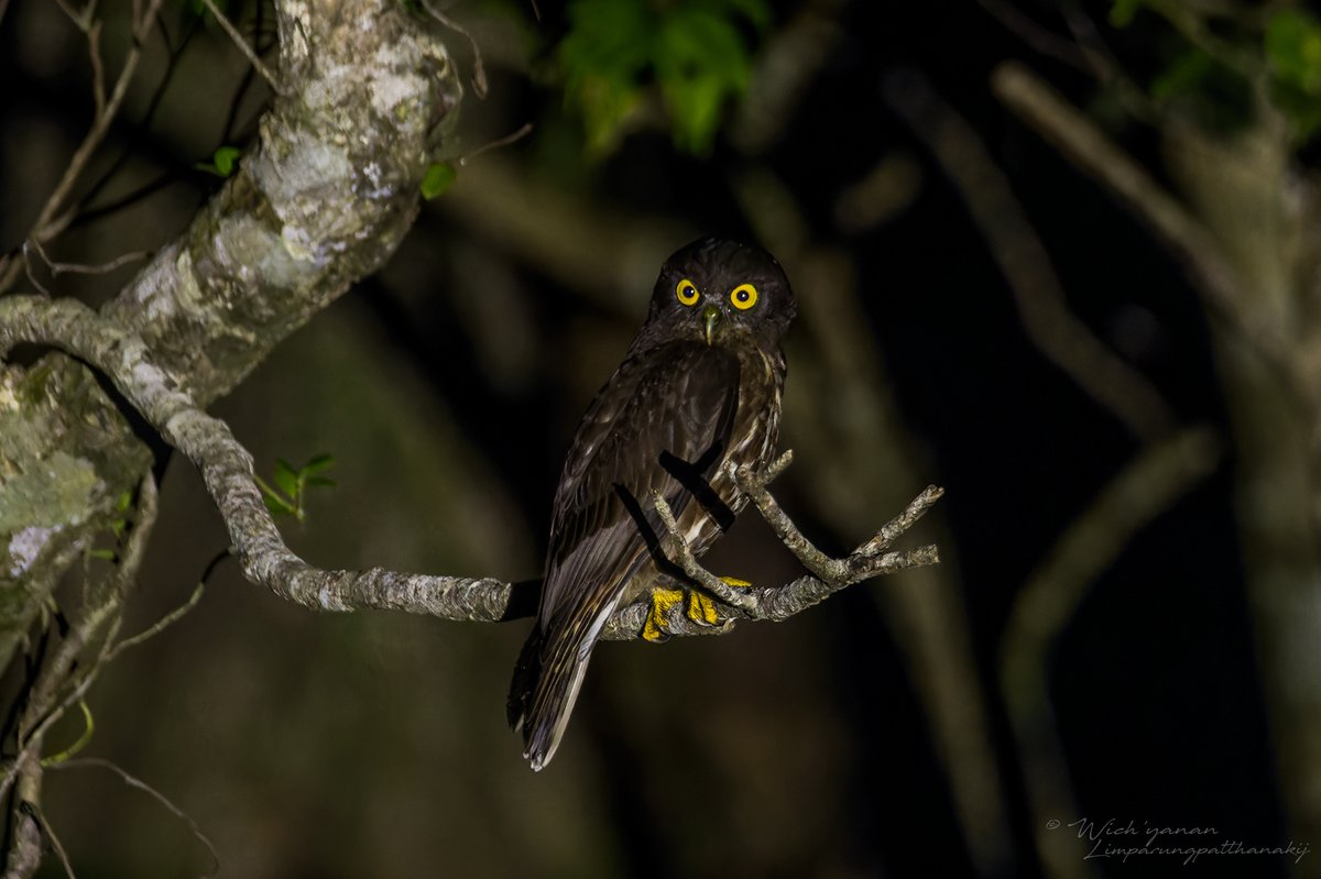 Northern Boobook (Ninox japonica)