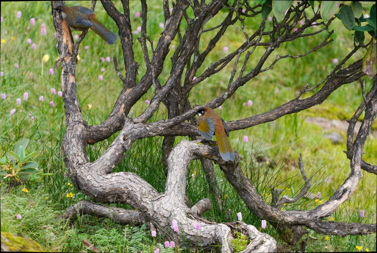 Black-faced Laughingthrush (Trochalopteron affine)