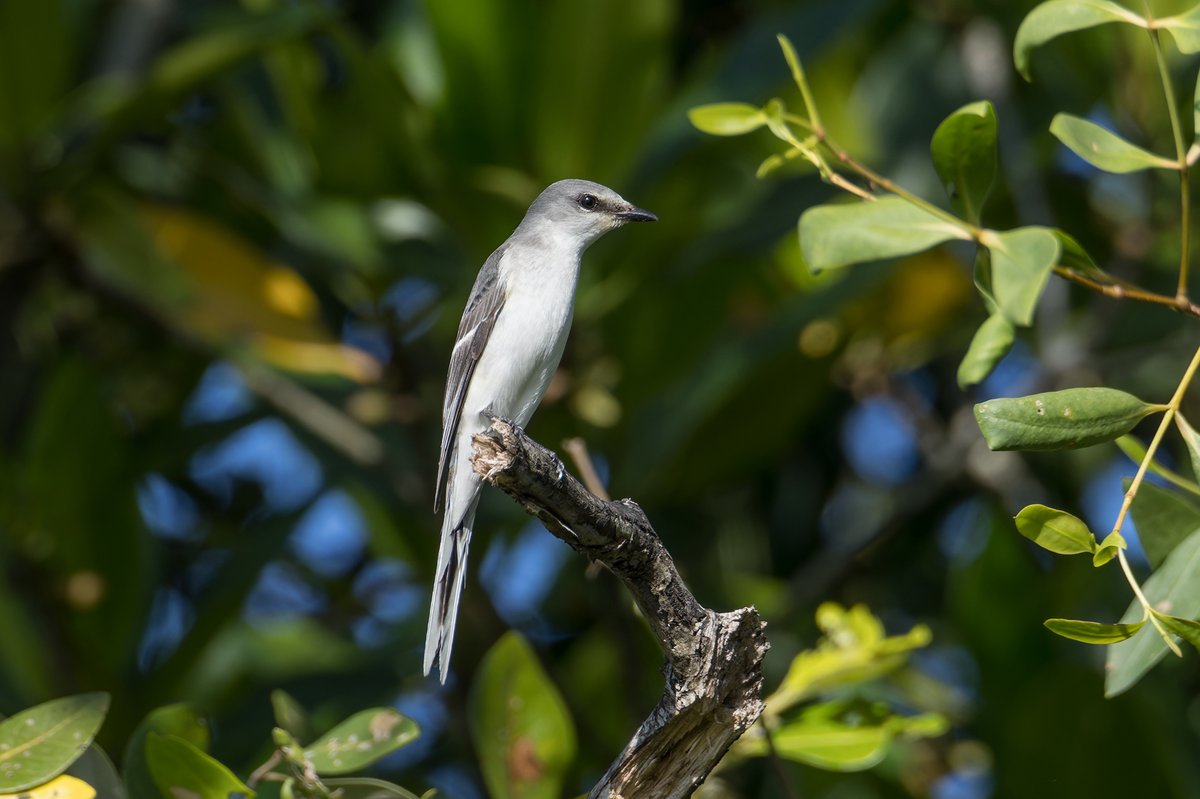 灰山椒鸟 (Pericrocotus divaricatus)