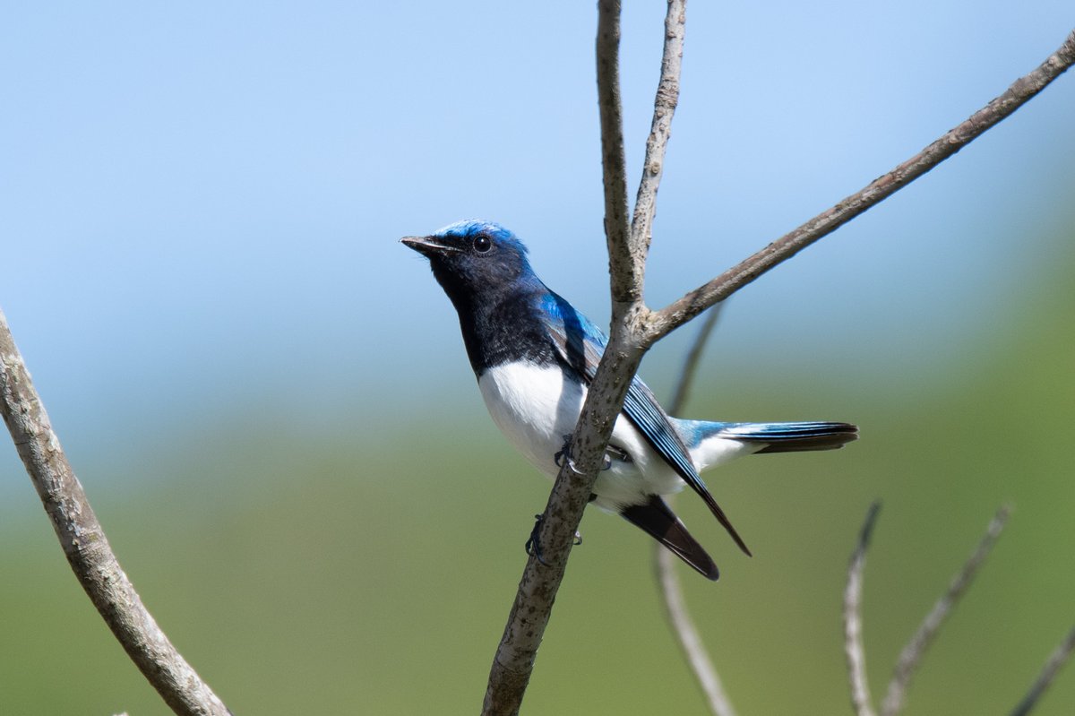 Blue-and-white Flycatcher (Cyanoptila cyanomelana)