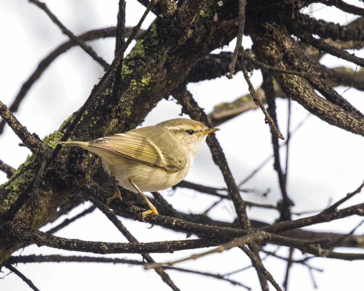 Hume's Leaf Warbler (Phylloscopus humei)