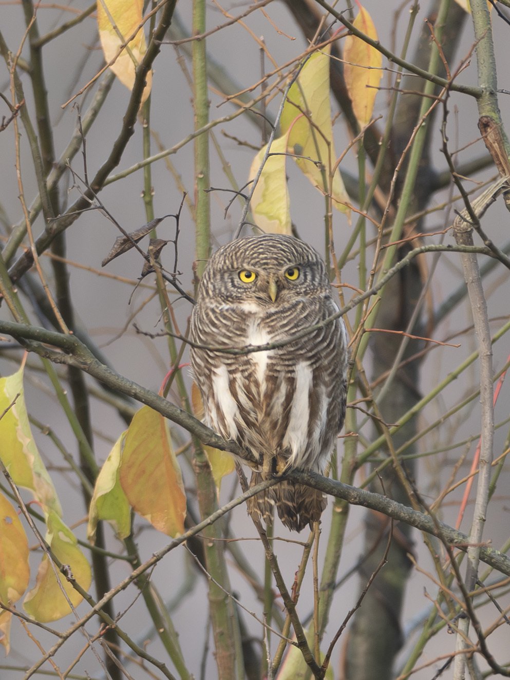 斑头鸺鹠 (Glaucidium cuculoides)