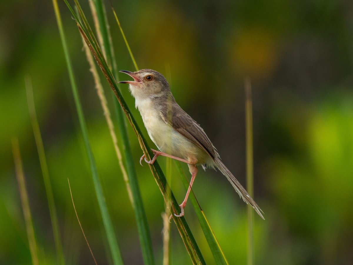 Plain Prinia (Prinia inornata)