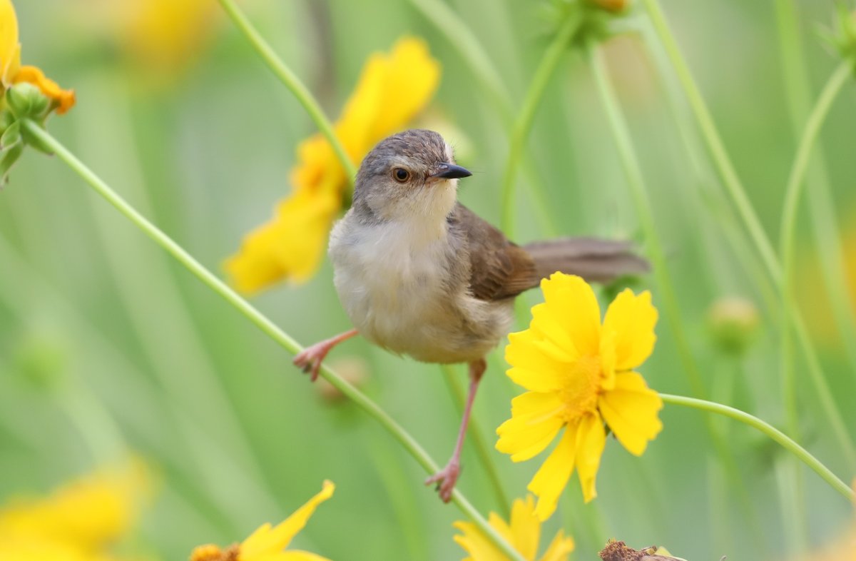 Plain Prinia (Prinia inornata)