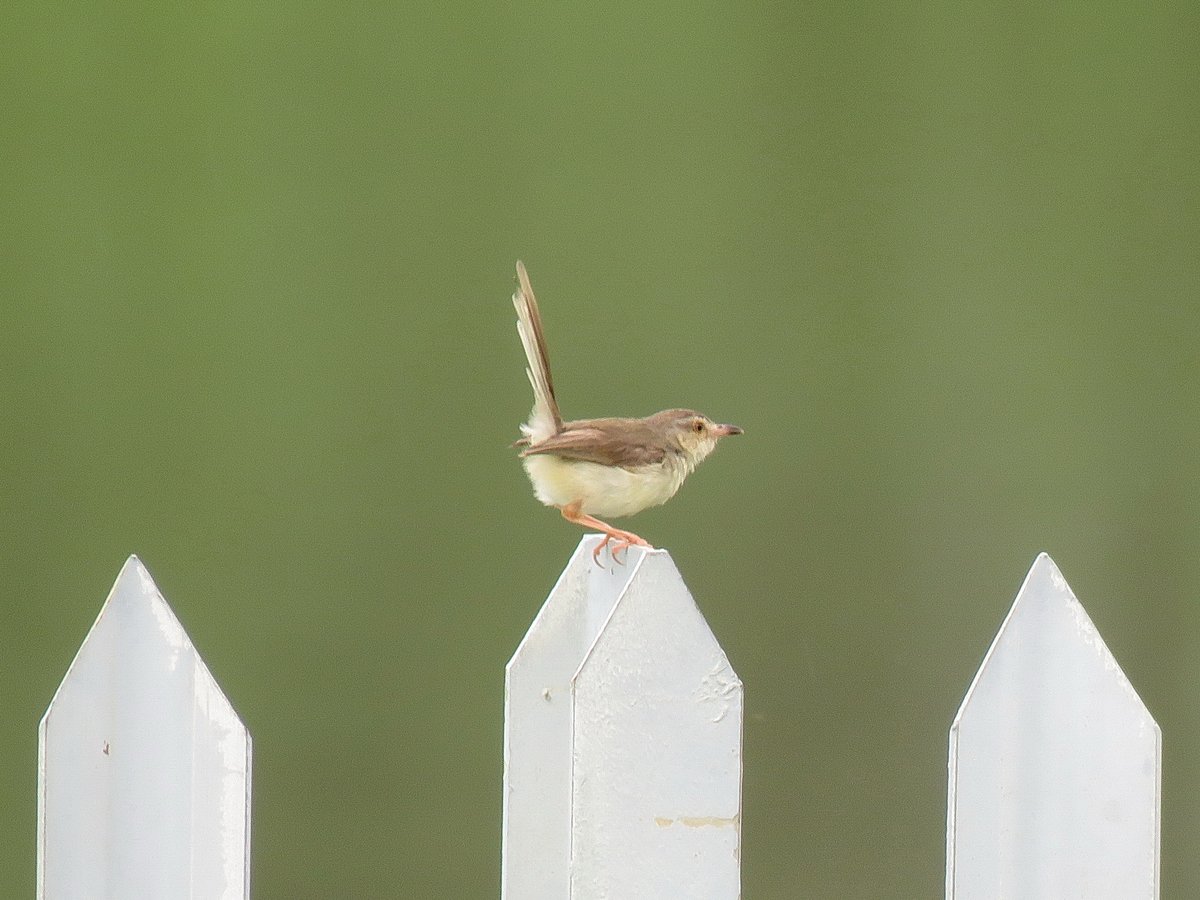 Plain Prinia (Prinia inornata)
