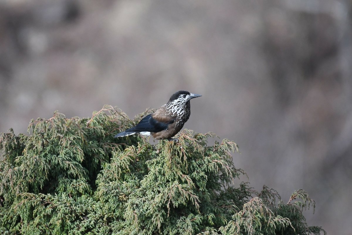 Southern Nutcracker (Nucifraga hemispila)