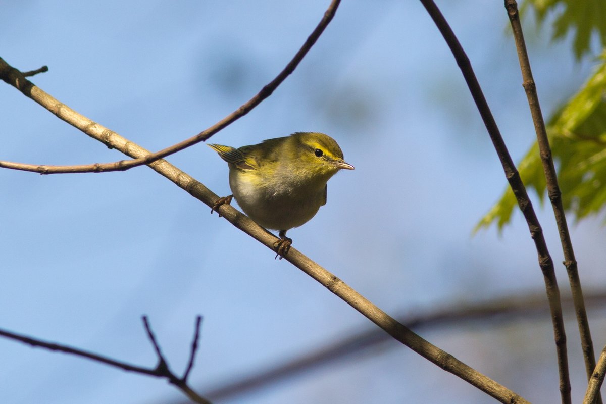 Wood Warbler (Phylloscopus sibilatrix)