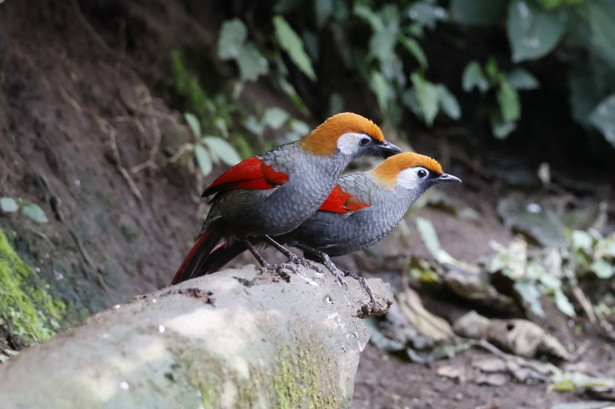 红尾噪鹛 (Trochalopteron milnei)