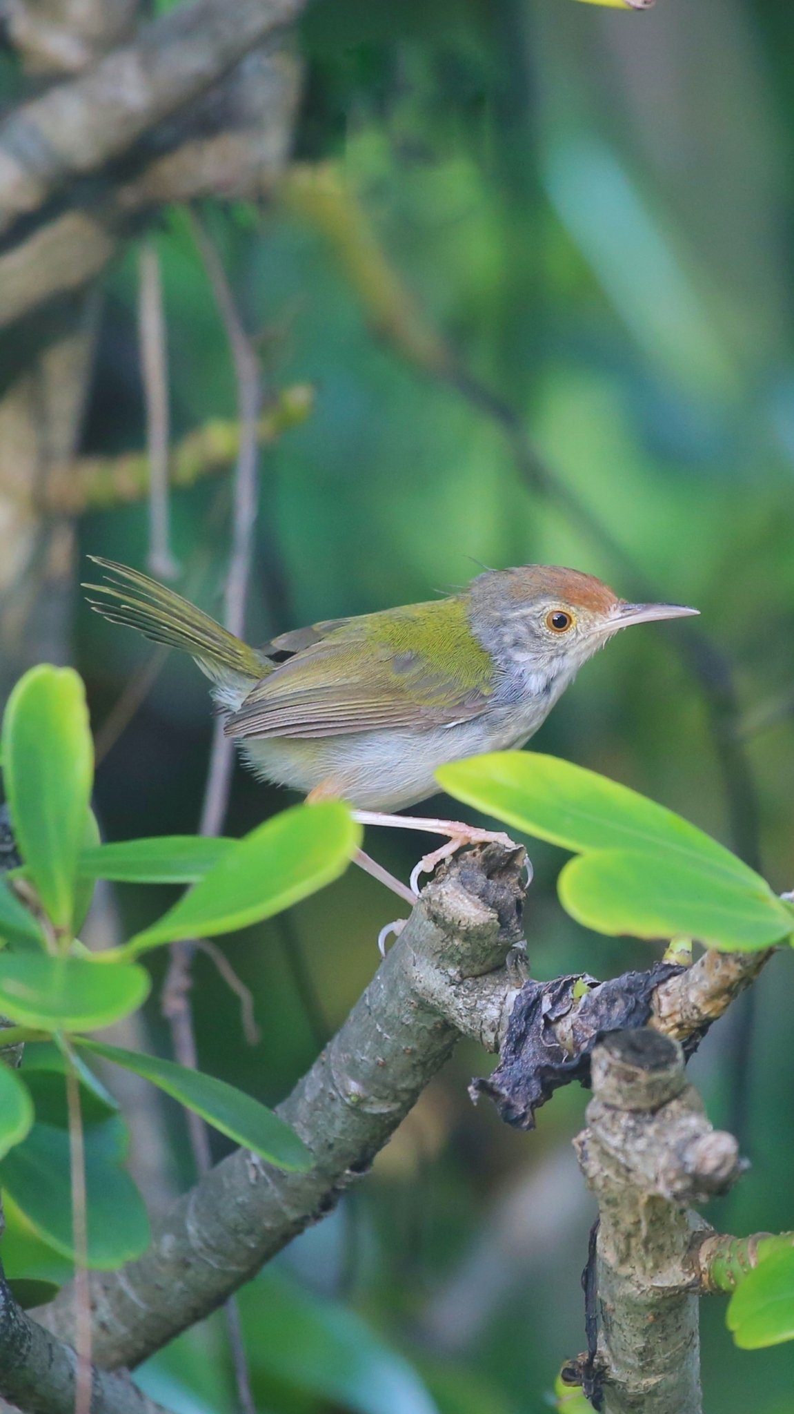 Common Tailorbird (Orthotomus sutorius)