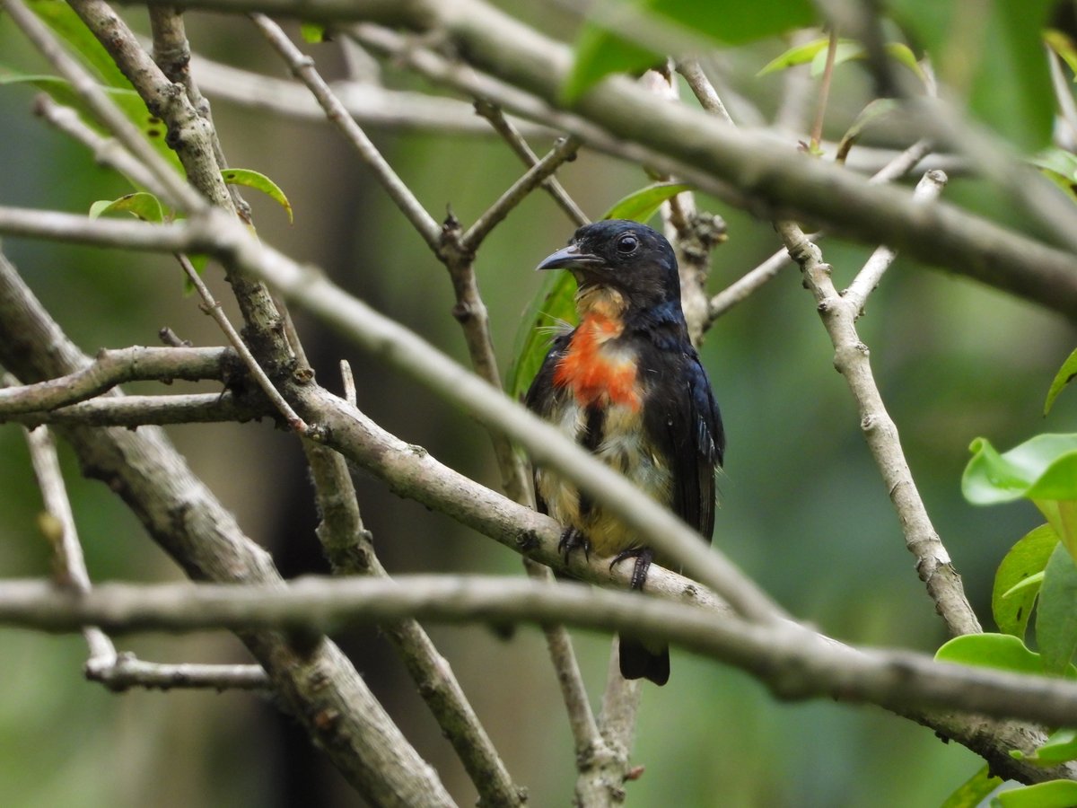 Fire-breasted Flowerpecker (Dicaeum ignipectus)