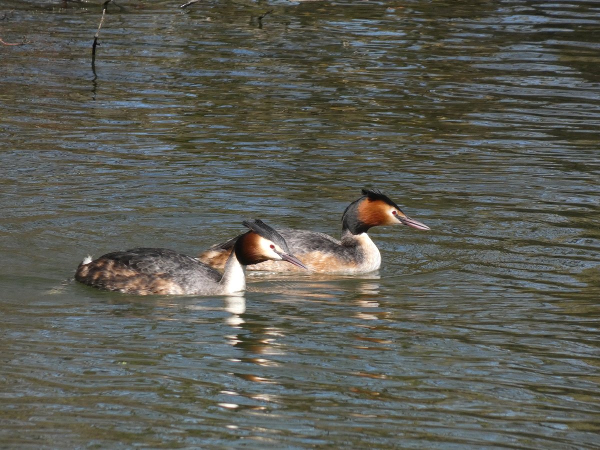 Great Crested Grebe (Podiceps cristatus)