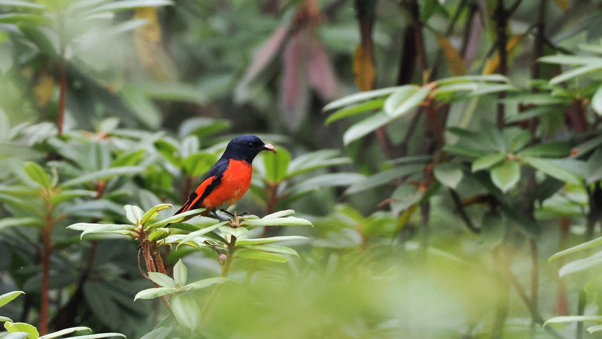 Long-tailed Minivet (Pericrocotus ethologus)
