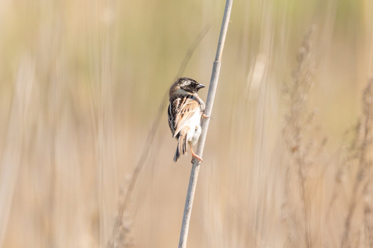 红颈苇鹀 (Emberiza yessoensis)