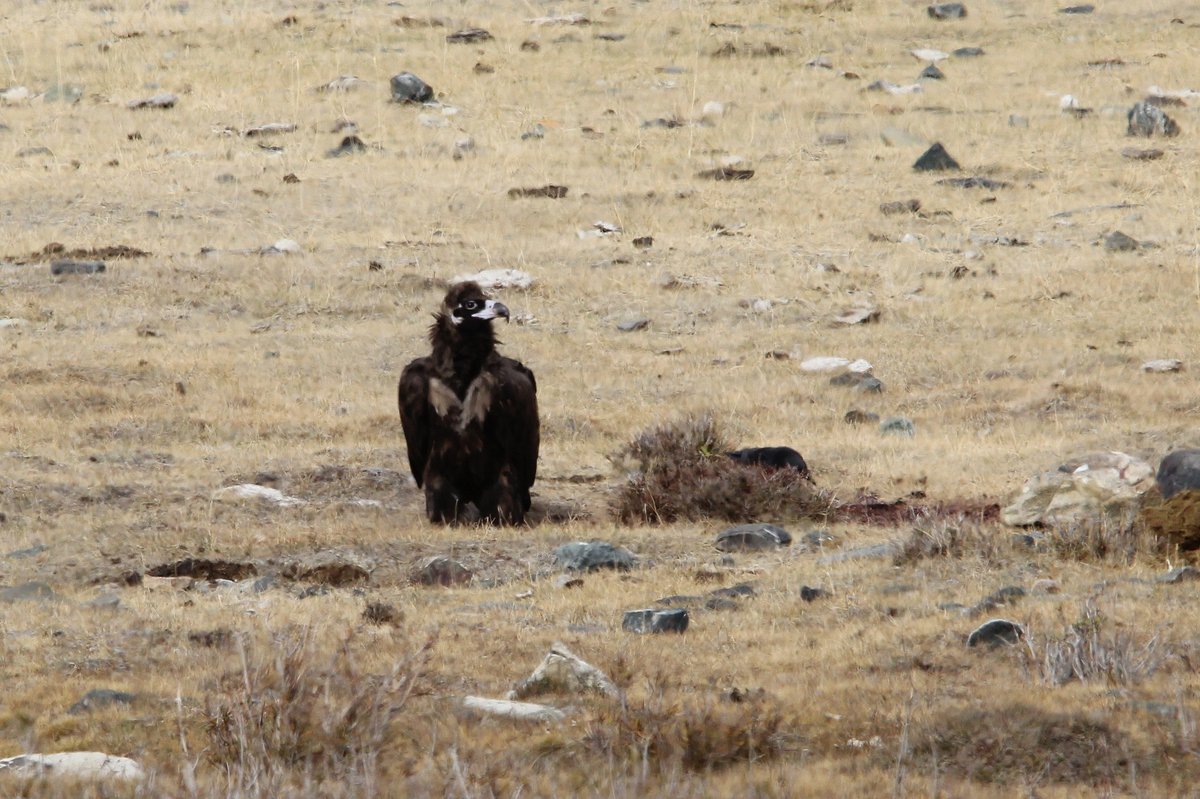 Cinereous Vulture (Aegypius monachus)