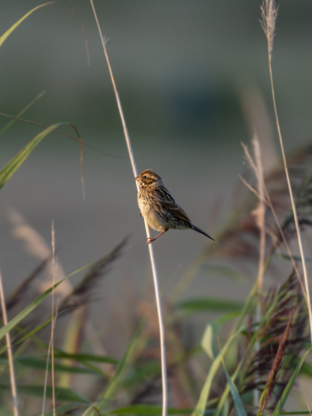 Little Bunting (Emberiza pusilla)