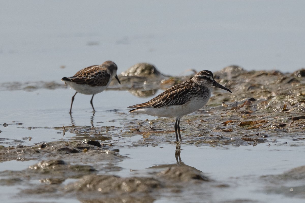 Broad-billed Sandpiper (Calidris falcinellus)