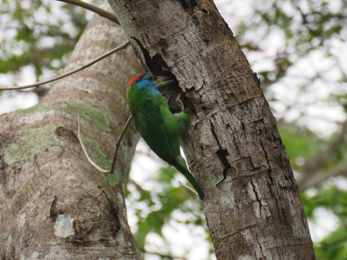 Blue-throated Barbet (Psilopogon asiaticus)
