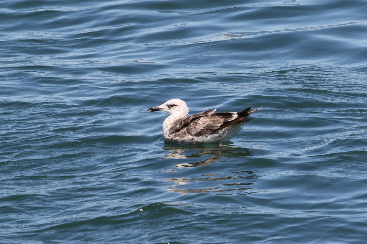 小黑背银鸥 (Larus fuscus)
