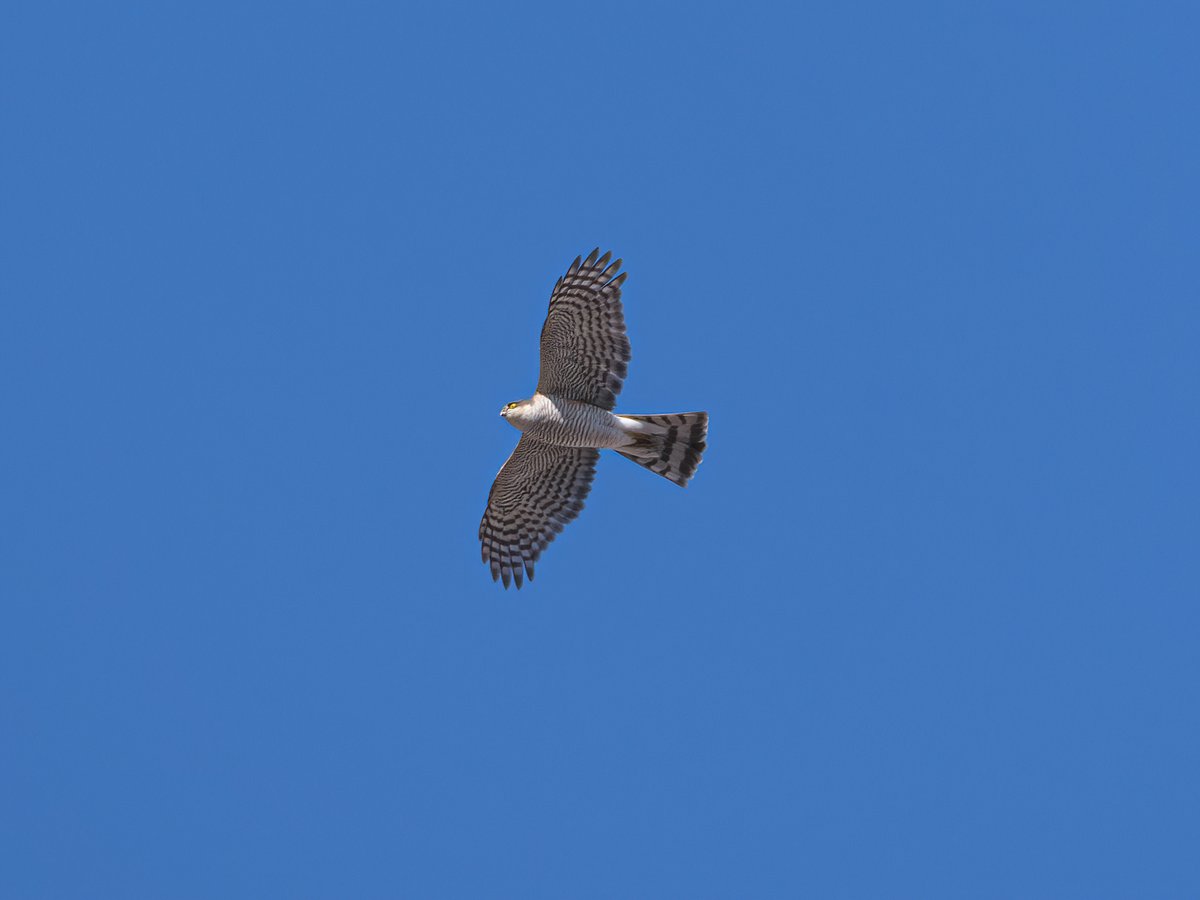 Eurasian Sparrowhawk (Accipiter nisus)