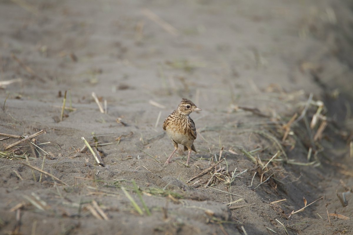 Oriental Skylark (Alauda gulgula)
