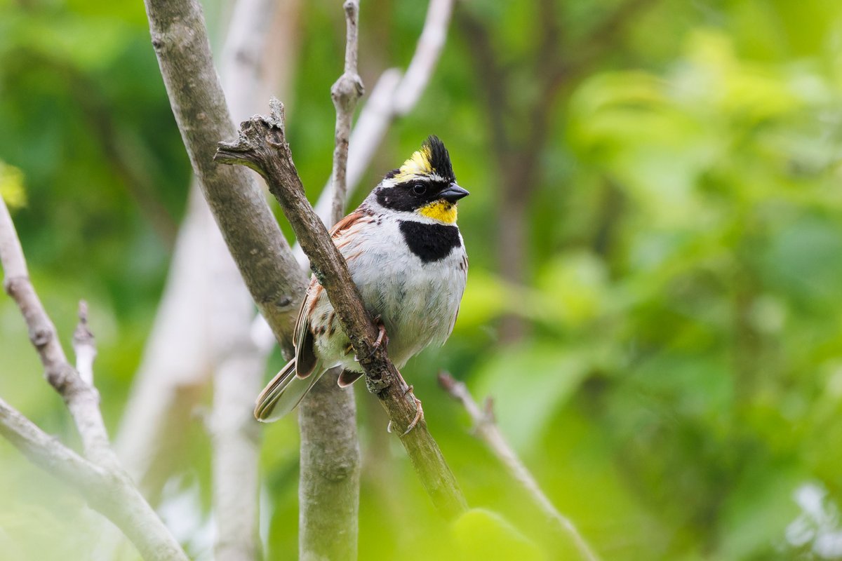 Yellow-throated Bunting (Emberiza elegans)