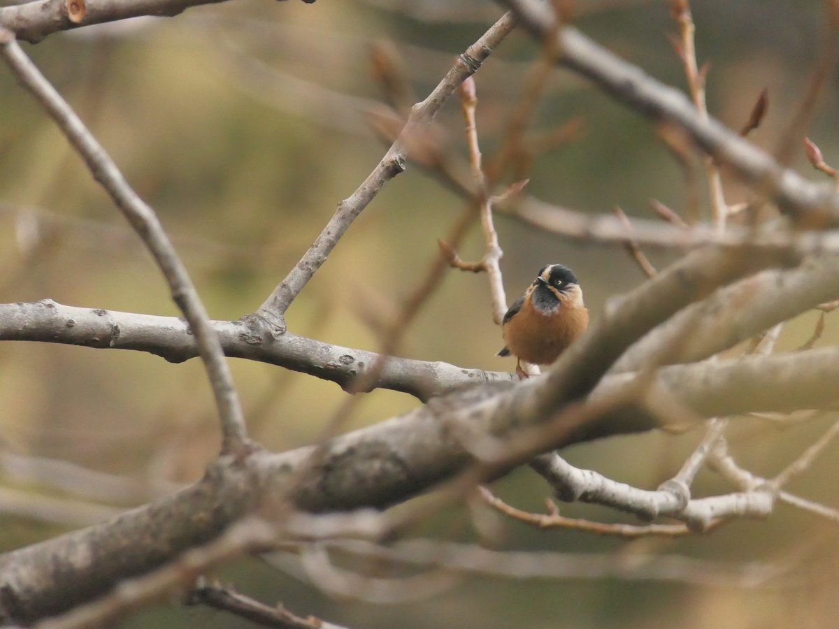 Black-browed Bushtit (Aegithalos iouschistos)