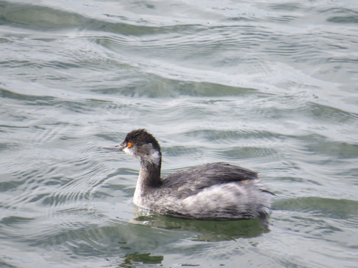 Black-necked Grebe (Podiceps nigricollis)