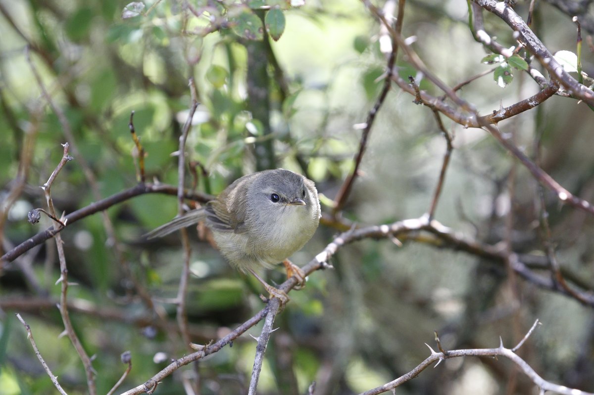 黄腹树莺 (Horornis acanthizoides)