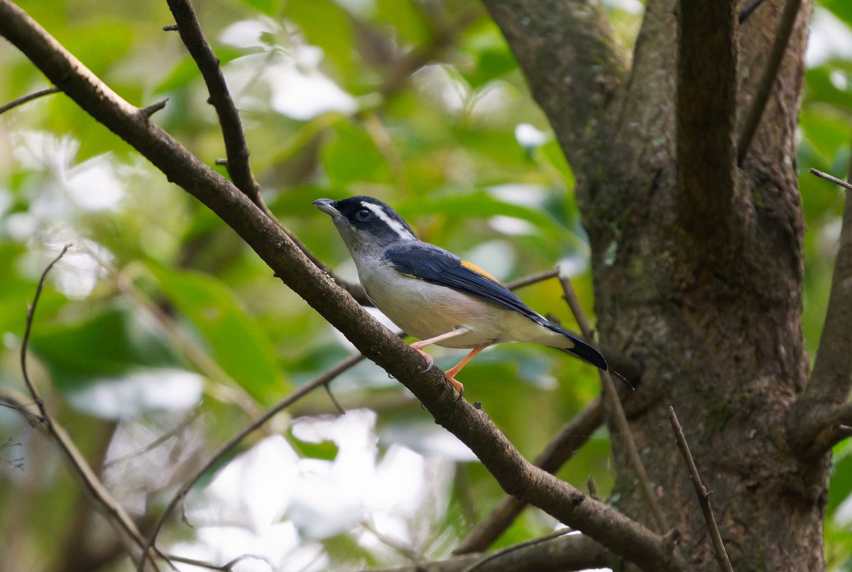 White-browed Shrike-babbler (Pteruthius aeralatus)