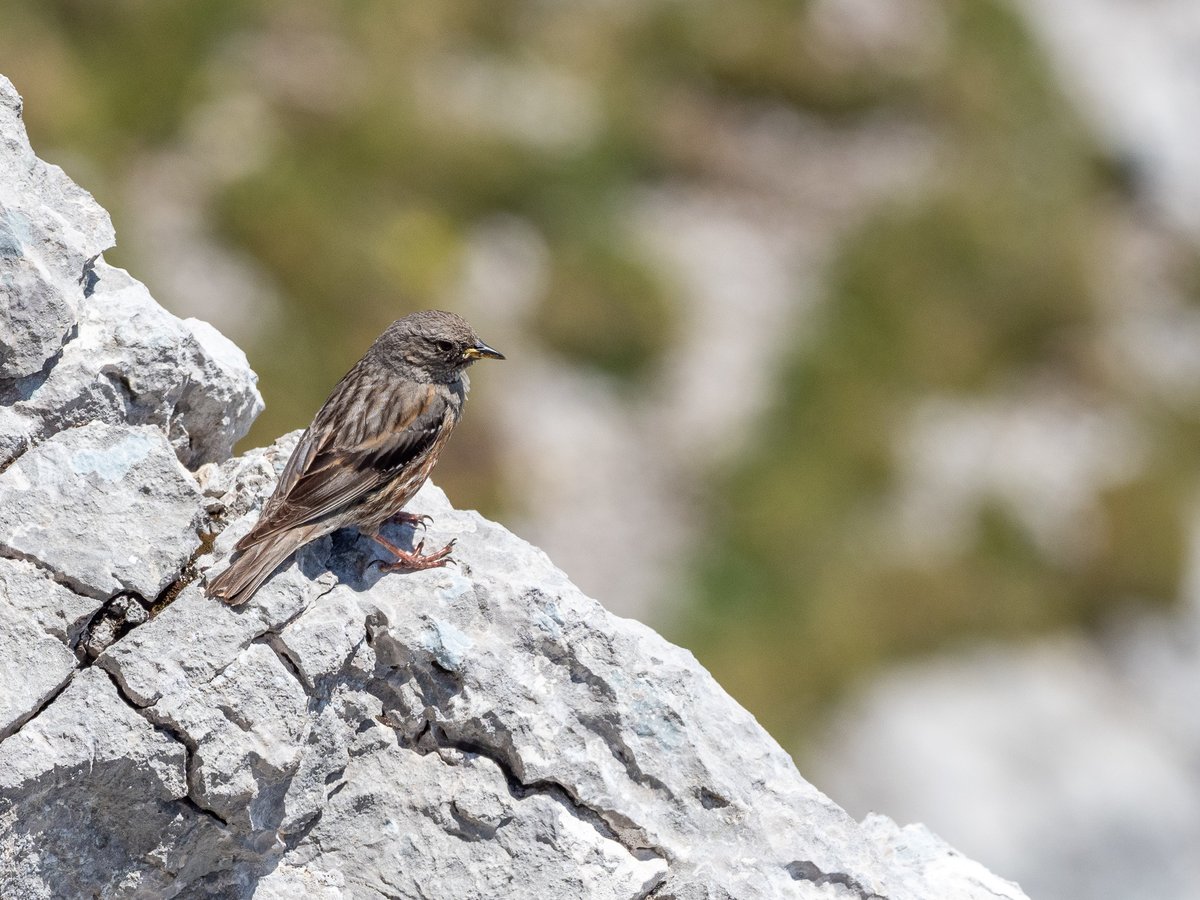 领岩鹨 (Prunella collaris)
