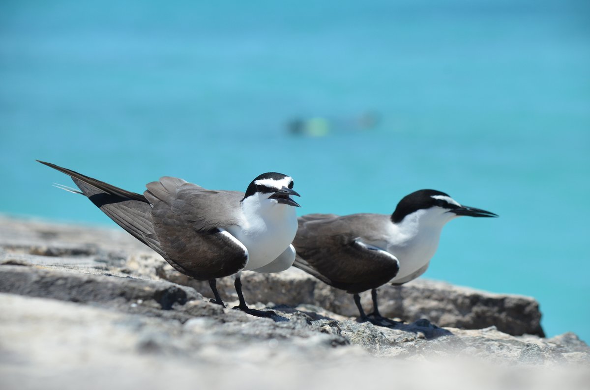 Bridled Tern (Onychoprion anaethetus)