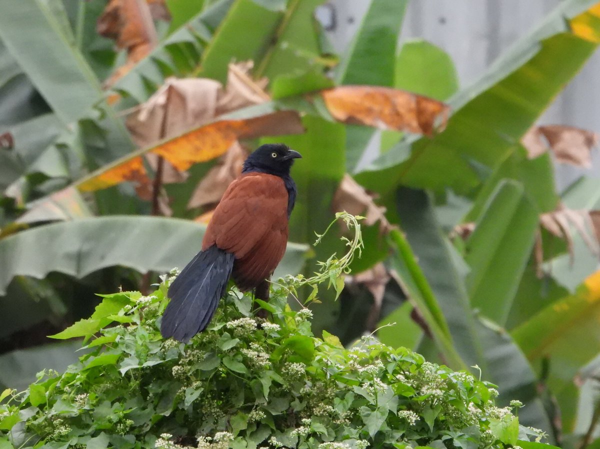 Lesser Coucal (Centropus bengalensis)