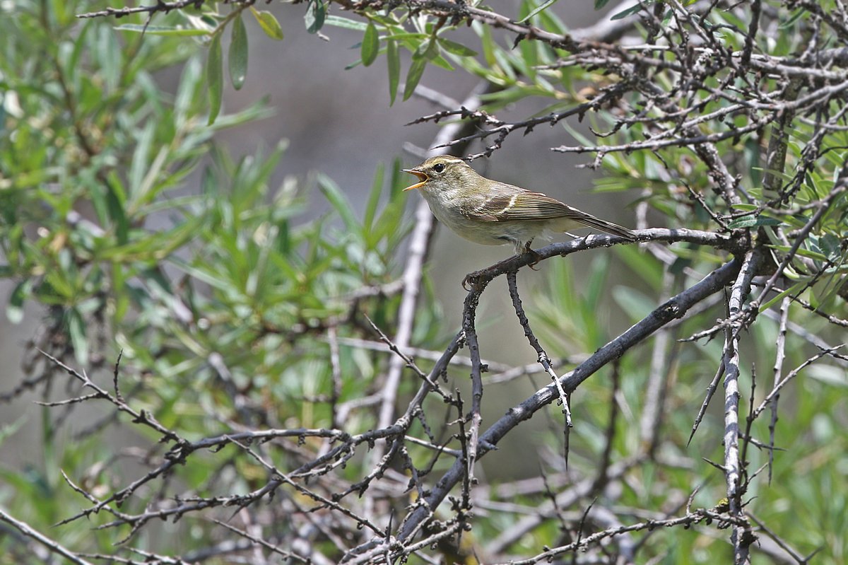 Chinese Leaf Warbler (Phylloscopus yunnanensis)