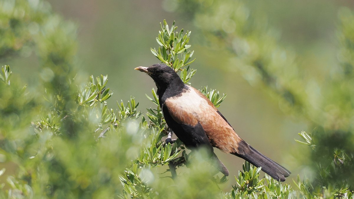 White-backed Thrush (Turdus kessleri)