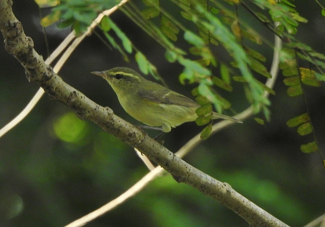 Greenish Warbler (Phylloscopus trochiloides)