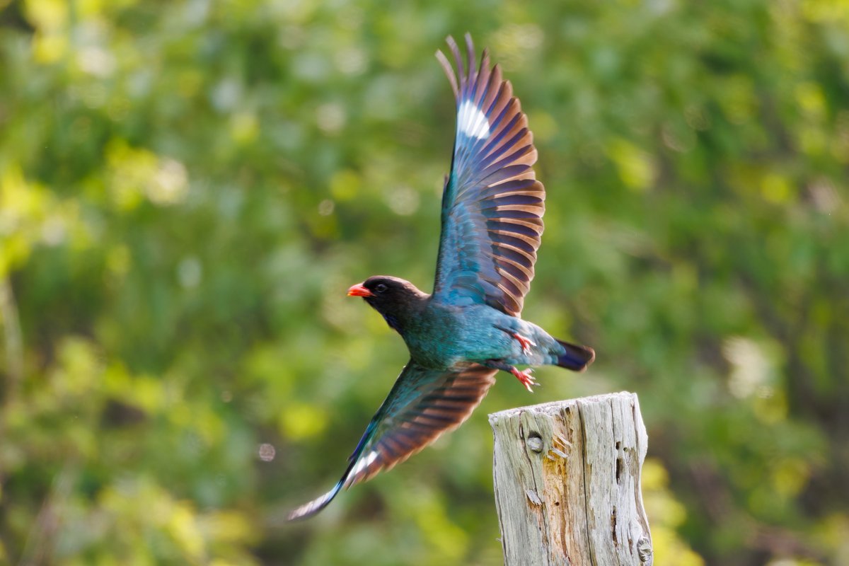 Oriental Dollarbird (Eurystomus orientalis)