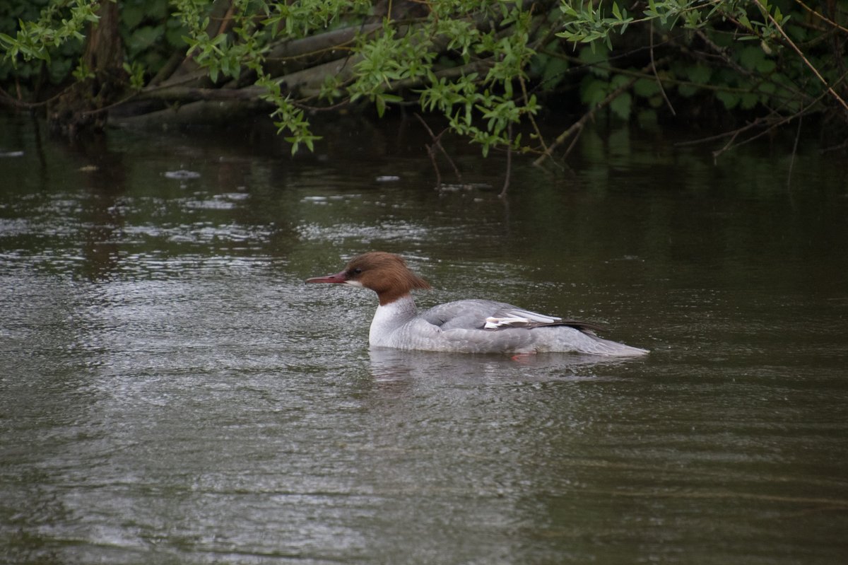 Common Merganser (Mergus merganser)