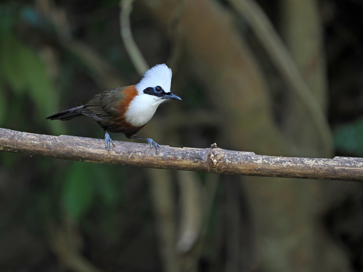 白冠噪鹛 (Garrulax leucolophus)
