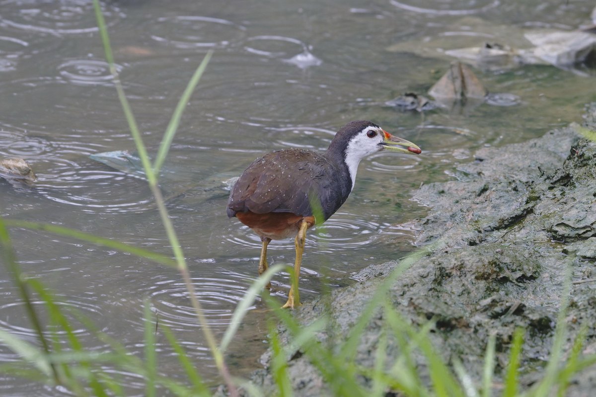 White-breasted Waterhen (Amaurornis phoenicurus)