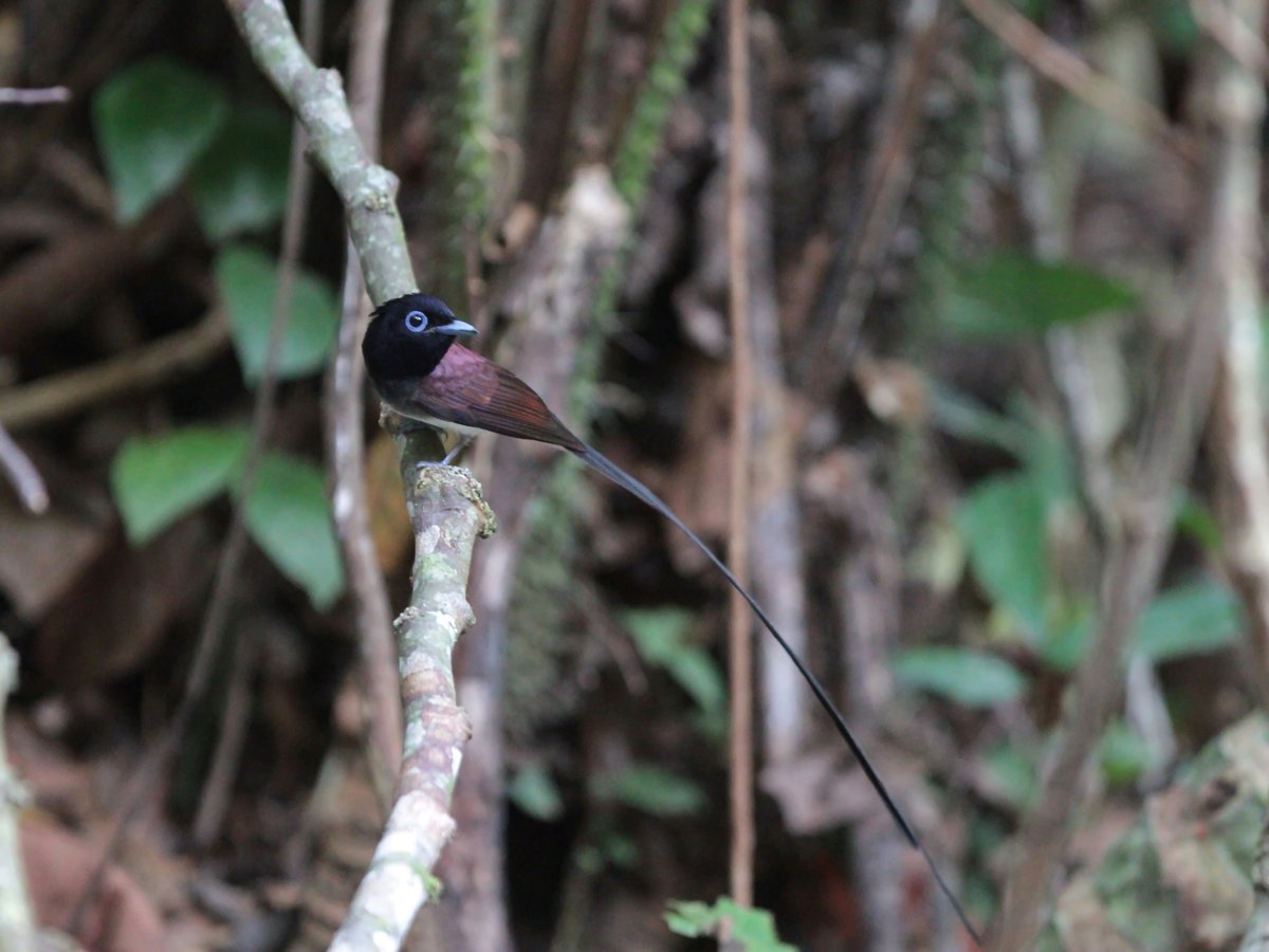 紫寿带 (Terpsiphone atrocaudata)