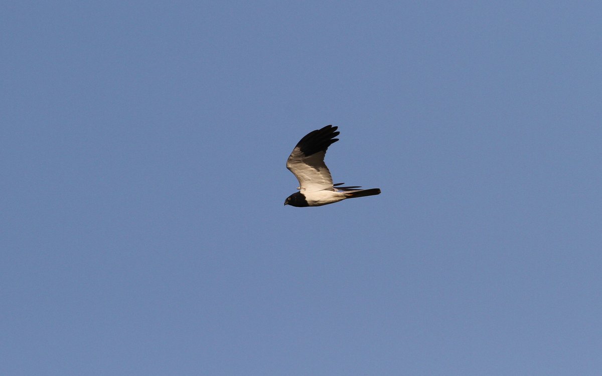 Pied Harrier (Circus melanoleucos)